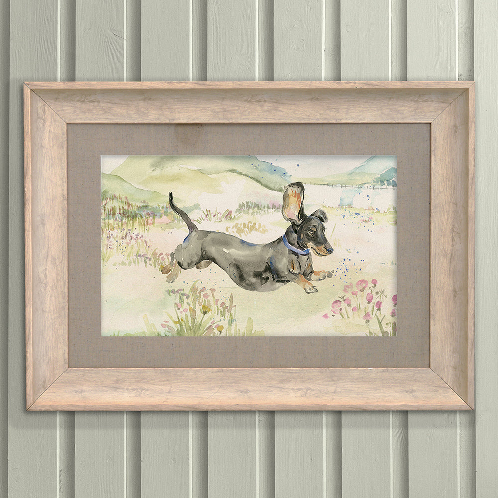 Louie The Dachshund Framed Print