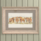 Highland Cattle Framed Print