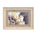 Paeonia Framed Print