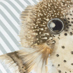 Salcombe Pufferfish Piped Cushion